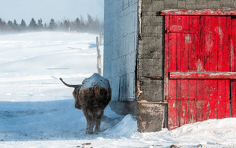 bull outside building surrounded by snow thumbnail