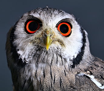 close-up photo of red eyed grey owl thumbnail