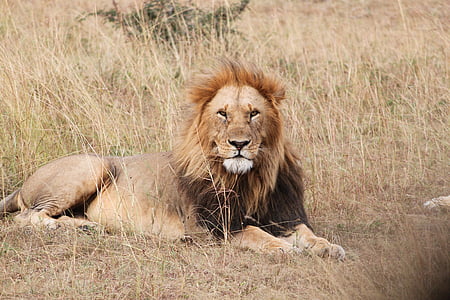 brown lion photo thumbnail