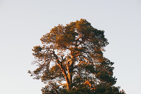 brown tree thumbnail