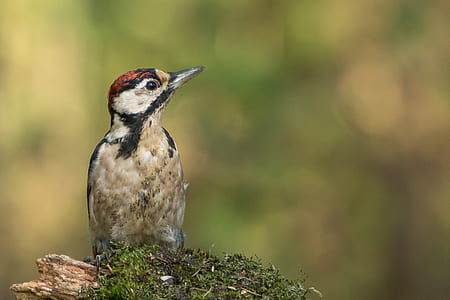 focus photography of gray and brown bird perching on brown twig with moss thumbnail