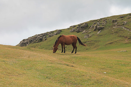 brown horse eating grass under white sky at daytime thumbnail