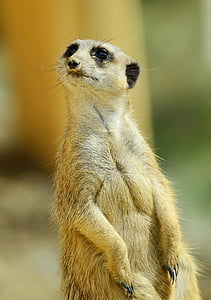 selective focus photography of brown meerkat thumbnail