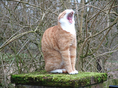 yawning cat thumbnail