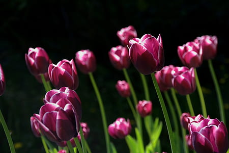 Purple Tulips Close Up Photography thumbnail