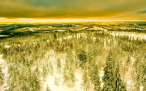 snowed green leaf trees under gray clouds at golden hour thumbnail