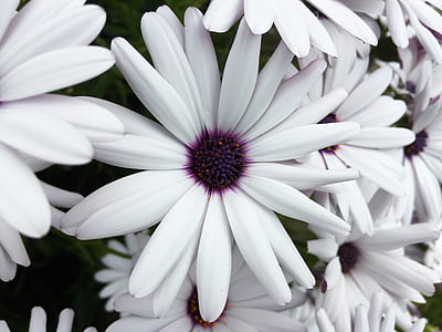 white daisy flowers closeup photo thumbnail