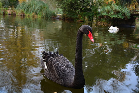black goose on body of water thumbnail