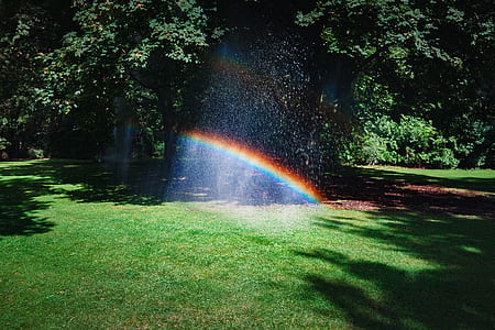 green lawn under tree thumbnail