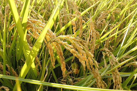 brown wheat thumbnail