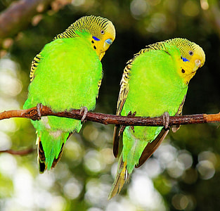 selective photography of two green birds thumbnail