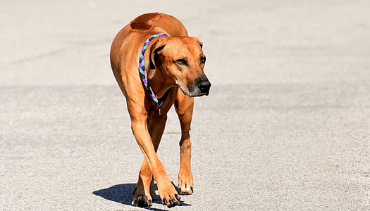 medium short-coated tan dog on concrete surface thumbnail