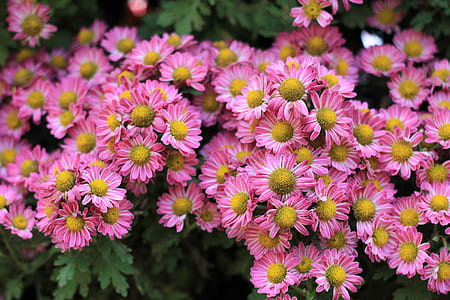 close up photo of pink flowers thumbnail