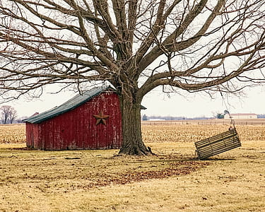 red wooden shed near brown leafless tree thumbnail