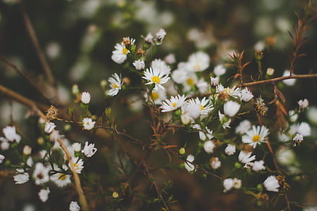 white flowers thumbnail