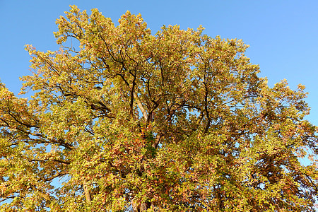 The Crown Of The Tree, Autumn Leaves thumbnail