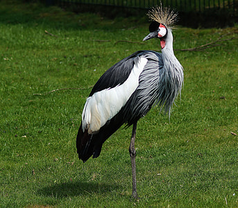 Grey Crowned Crane, Balearica Pavonina thumbnail