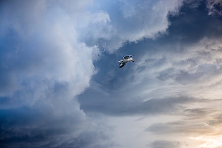 gray bird flying thumbnail