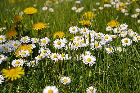 white daisies field during daytime thumbnail