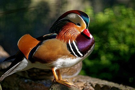 male mallard duck thumbnail