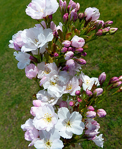 Column Cherry, Japanese Cherry Trees thumbnail