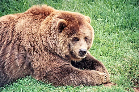 bear thumbnail