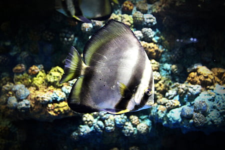 grey and black tang fish closeup photography thumbnail