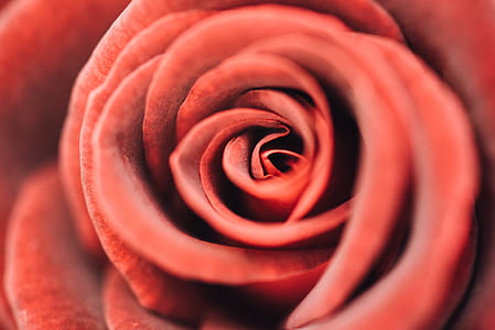 red rose macro photography thumbnail