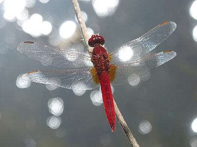 Red Dragonfly, Winged Insect thumbnail