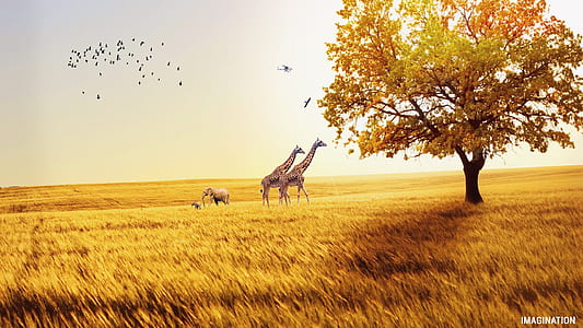two giraffe walking on grass field photo thumbnail