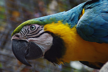 closeup photo of parrot thumbnail