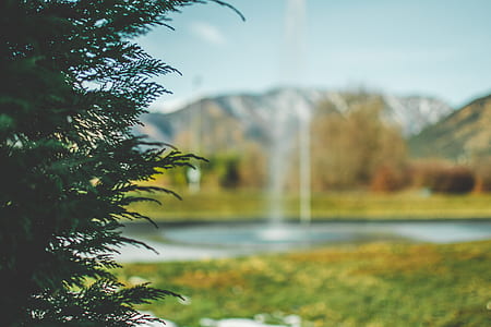 selective focus photo of green leaves thumbnail