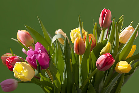 pink, red, yellow, and purple tulip flowers thumbnail