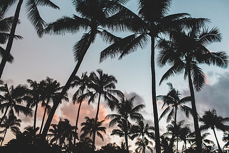 palm trees thumbnail