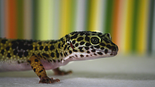 black and green lizard thumbnail