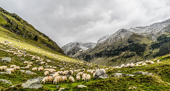 horse of white sheep on green grass field thumbnail