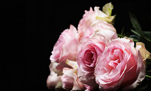 close up photograph of pink flowers thumbnail