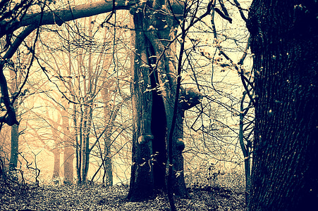 forest field during daytime thumbnail