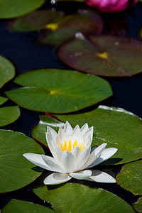 close up of white waterlily thumbnail