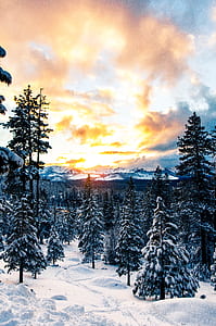 snow covered pine trees under cloudy sky during golden hour thumbnail