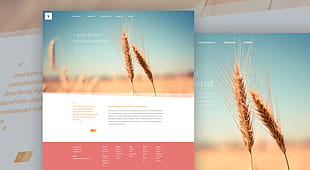 Organic - Free Website PSD Template psd file