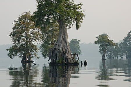 green leaf tree in body of water at daytime thumbnail