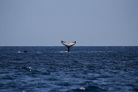 white and black whale on water thumbnail