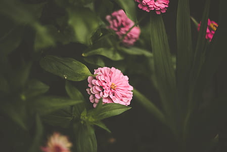 selective focus photo of pink zinnia flower thumbnail