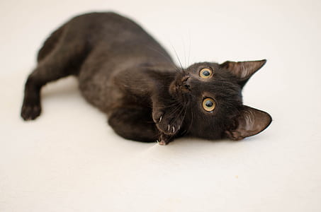 black cat lying on white area thumbnail