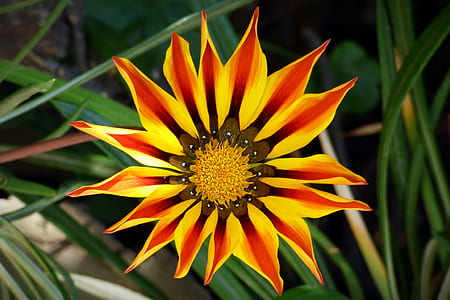 close-up photo of red, yellow, and black gazania flower thumbnail