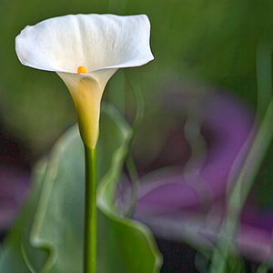 white peace lily thumbnail
