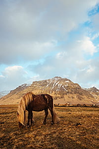 brown horse eating grasses near brown hill under white and blue sky thumbnail