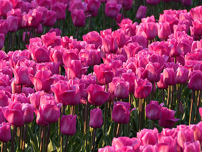 pink tulip flower field at daytime landscape photography thumbnail