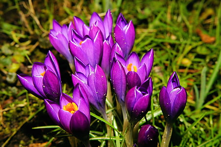selective focus photography of purple petaled flowers thumbnail